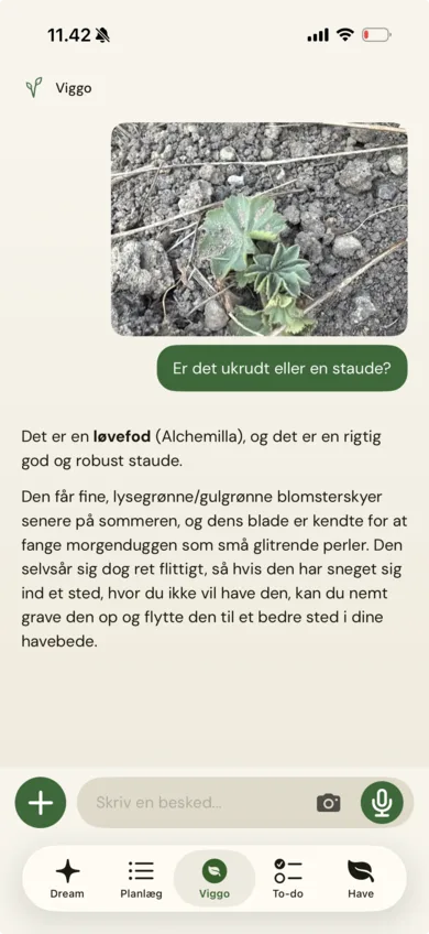 Chat with Viggo about planting perennials